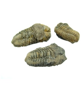 Fósil De Trilobite De Marruecos