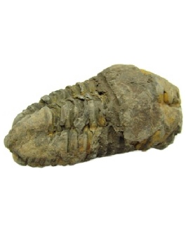 Fósil De Trilobite De Marruecos