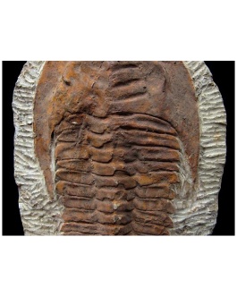Fósil De Trilobite Ourikaia Calva Grande -1Ud-