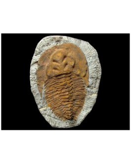 Fósil De Trilobite Ourikaia Calva Mediano -1Ud-