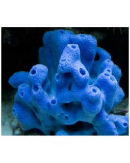 Rodado Coral Azul 15 – 25Mm (100Gr)